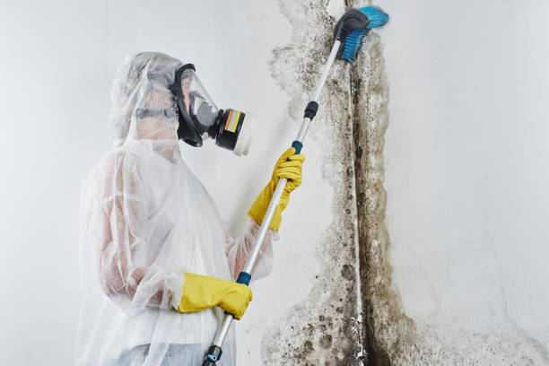 Best Mold Damage Repair  in Ko Olina, HI