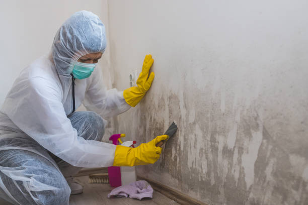 Best Attic Mold Removal  in Ko Olina, HI