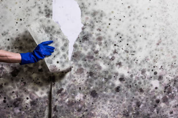 Office Mold Removal Services in Ko Olina, HI